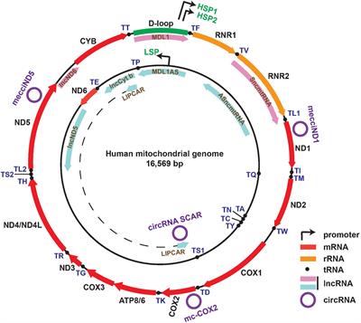 Frontiers | Mitochondria Encoded Non-coding RNAs in Cell Physiology